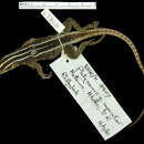 Image of Emperor Flat Lizard