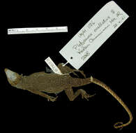 Image of Chimanimani Flat Lizard