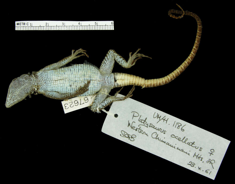 Image of Chimanimani Flat Lizard