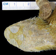 Image of Sceloporus clarkii clarkii Baird & Girard 1852