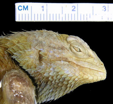 Image of Sceloporus clarkii clarkii Baird & Girard 1852