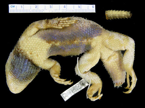 Image of Sceloporus clarkii clarkii Baird & Girard 1852