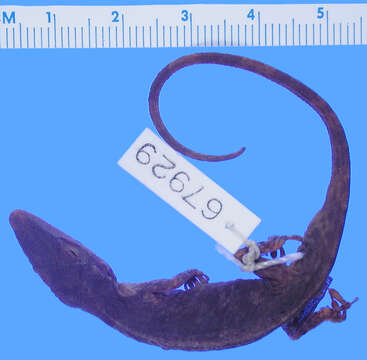 Image of Niceforo's Andes Anole