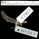 Lygodactylus mirabilis (Pasteur 1962) resmi