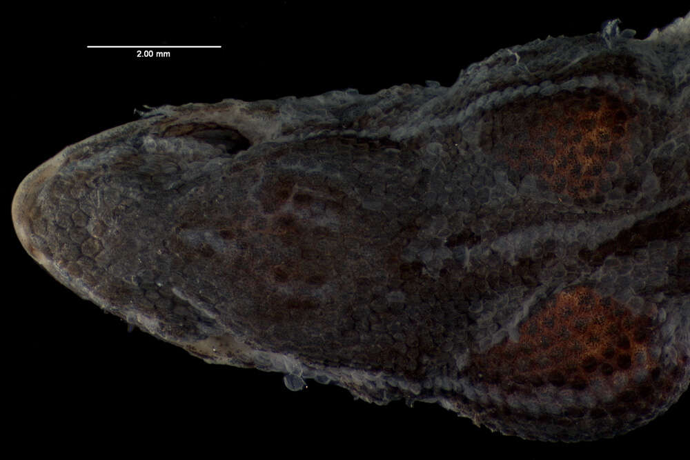 صورة Lygodactylus mirabilis (Pasteur 1962)