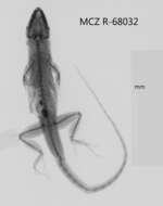 Image of Anolis sagrei greyi Barbour 1914