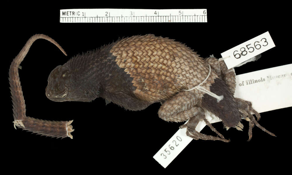 Image of Salvin's Spiny Lizard