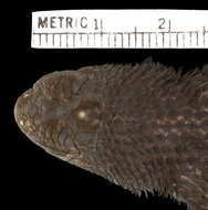 Image of Salvin's Spiny Lizard