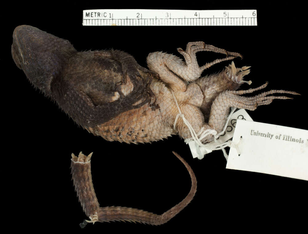 Image of Salvin's Spiny Lizard