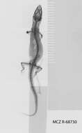 Image of Sphaerodactylus notatus atactus Schwartz 1966