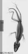 Image of Anolis smallwoodi palardis Schwartz 1964