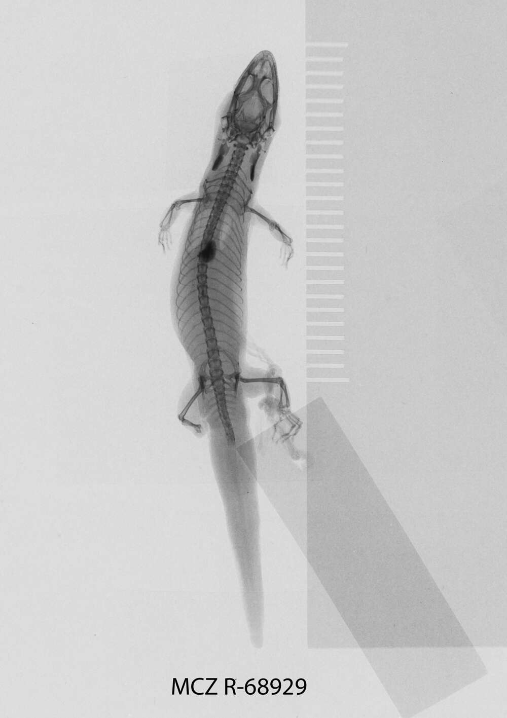 Image of Sphaerodactylus notatus atactus Schwartz 1966