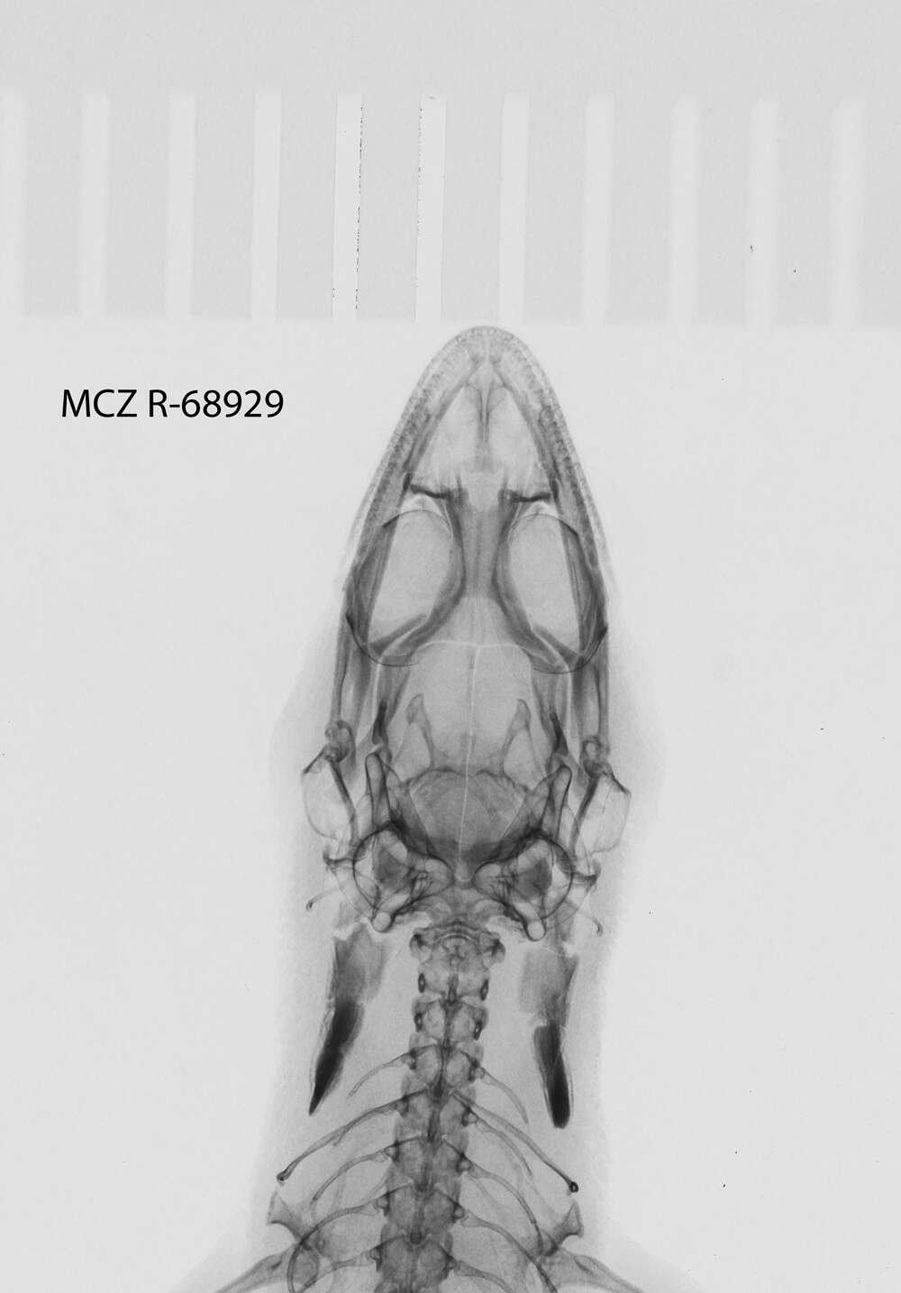 Image of Sphaerodactylus notatus atactus Schwartz 1966