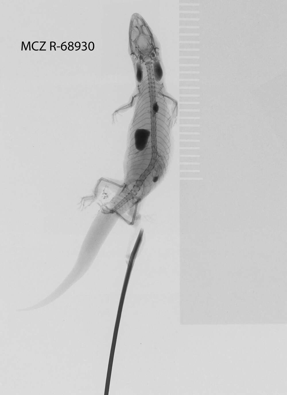 Image of Sphaerodactylus notatus atactus Schwartz 1966