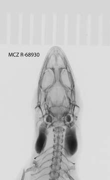 Image of Sphaerodactylus notatus atactus Schwartz 1966