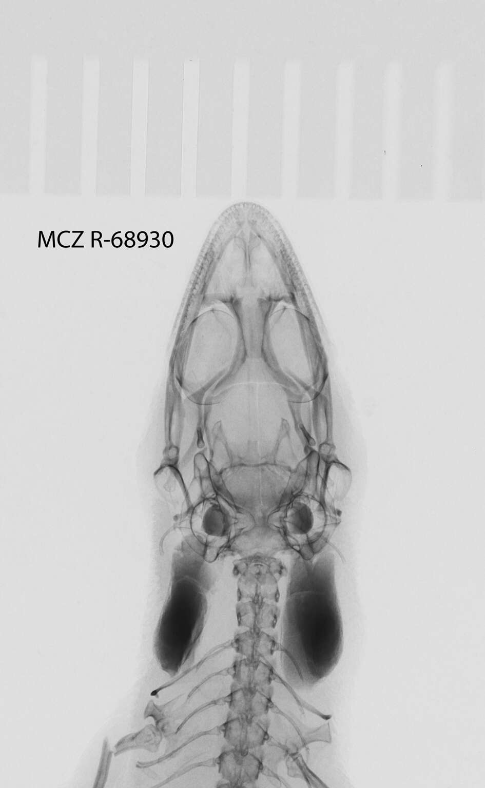 Image of Sphaerodactylus notatus atactus Schwartz 1966