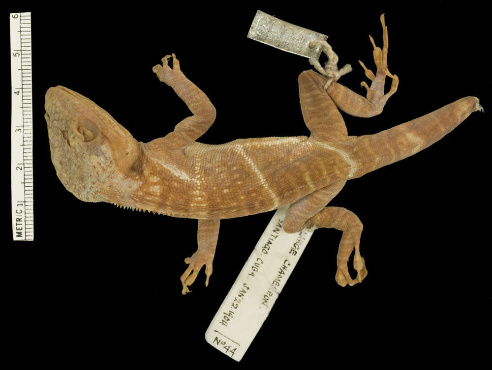 Image of Smallwood's Anole