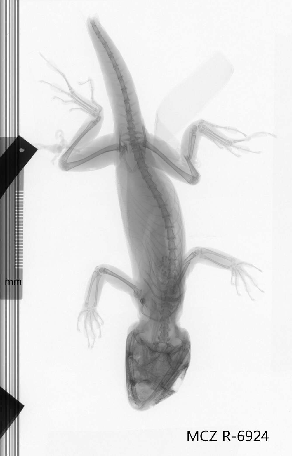 Image of Smallwood's Anole