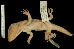 Image of Smallwood's Anole