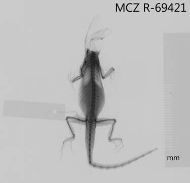 Anolis litoralis Garrido 1975 resmi