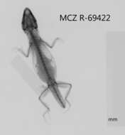 Anolis litoralis Garrido 1975 resmi