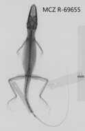 Image of Anolis dolichocephalus dolichocephalus Williams 1963