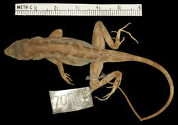 Plancia ëd Anolis tropidonotus tropidonotus Peters 1863