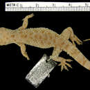 Image of <i>Hemidactylus yucatanicus</i>