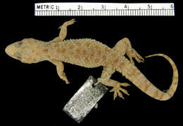 <i>Hemidactylus yucatanicus</i> resmi