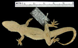 <i>Hemidactylus yucatanicus</i> resmi