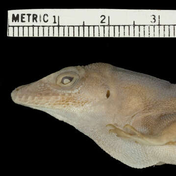 Image of Anolis chrysops Lazell 1964