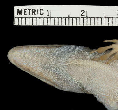 Image de Anolis kahouannensis Lazell 1964