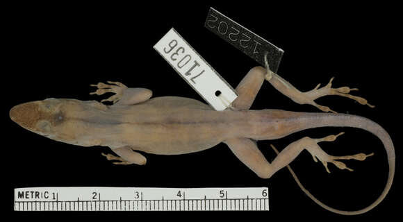 Image of Leopard Anole