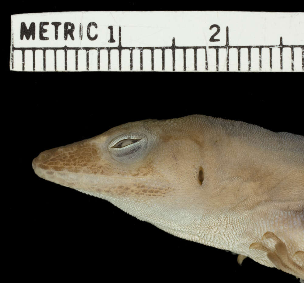 Image of Anolis marmoratus inornatus Lazell 1964