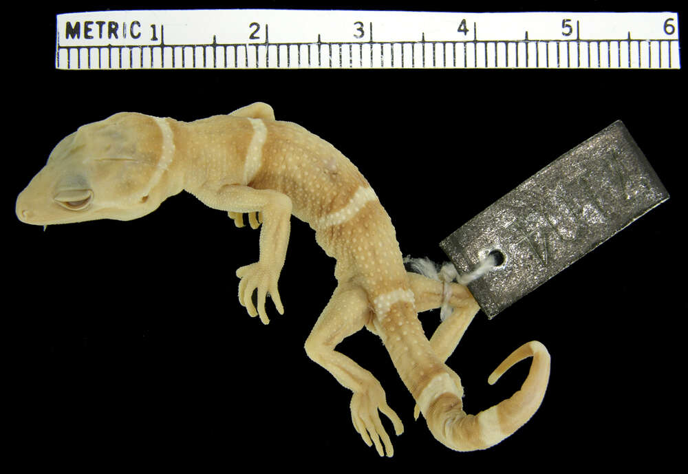 صورة Goniurosaurus hainanensis Barbour 1908