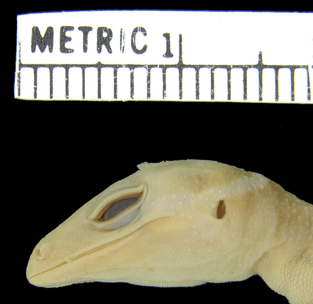 Image of Hainan Cave Gecko