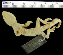 Image of Hainan Cave Gecko