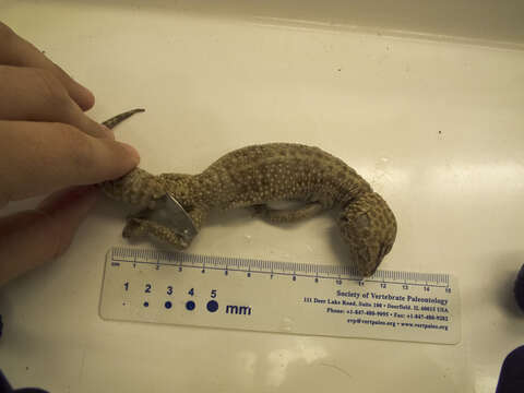 Image of Lichtenfelder's Gecko