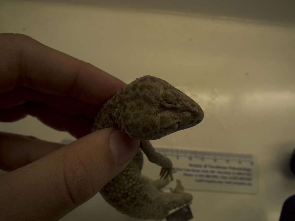 Image of Lichtenfelder's Gecko