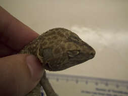 Image of Lichtenfelder's Gecko