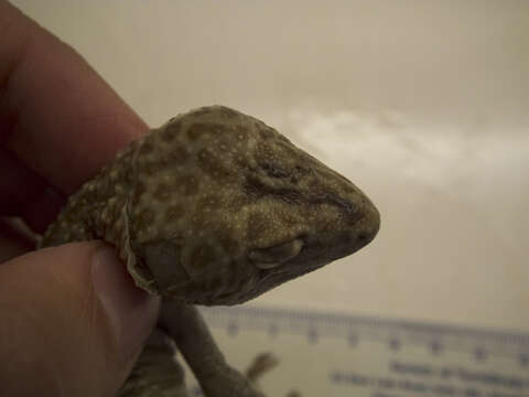 Image of Lichtenfelder's Gecko