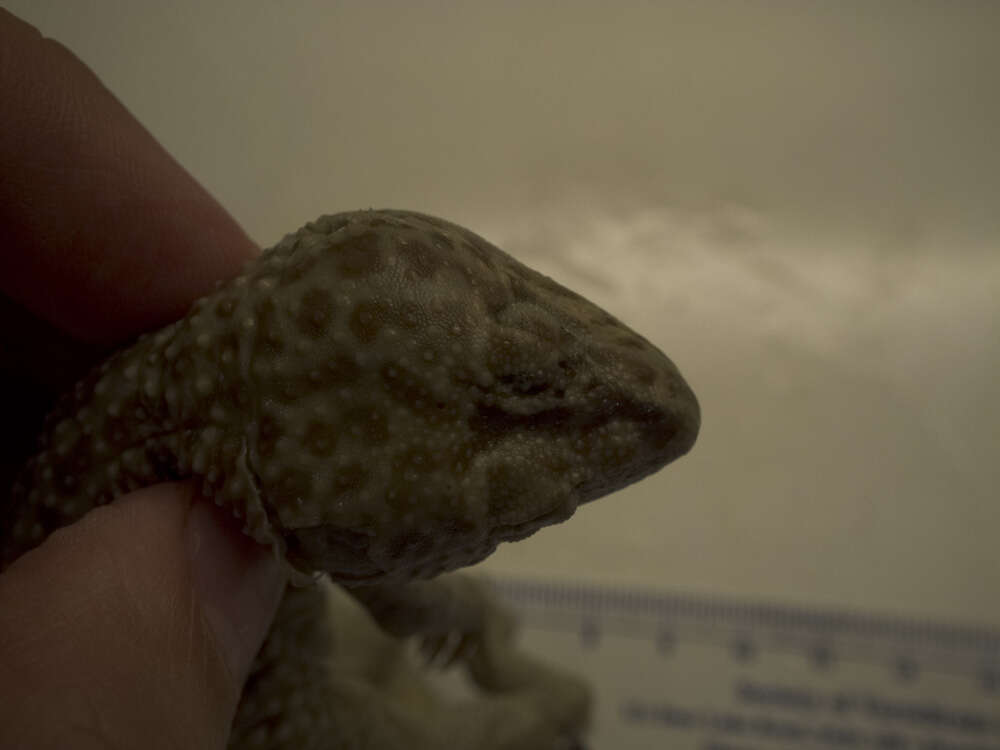 Image of Lichtenfelder's Gecko