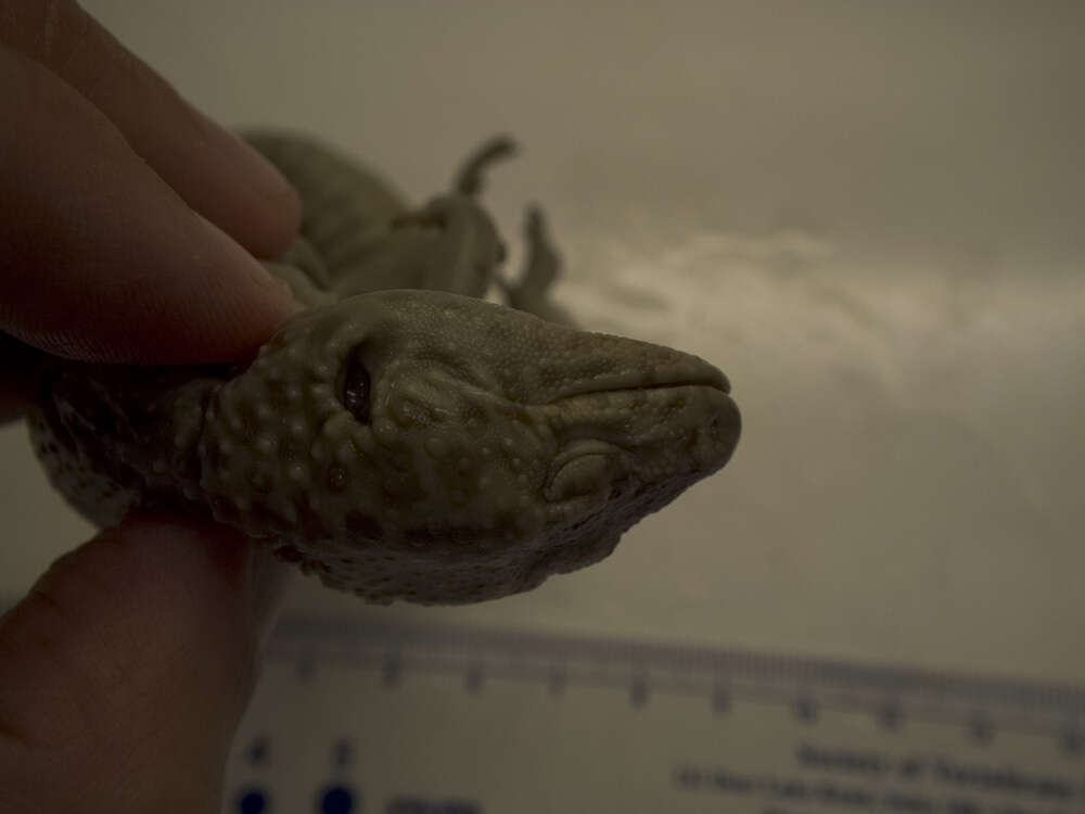 Image of Lichtenfelder's Gecko