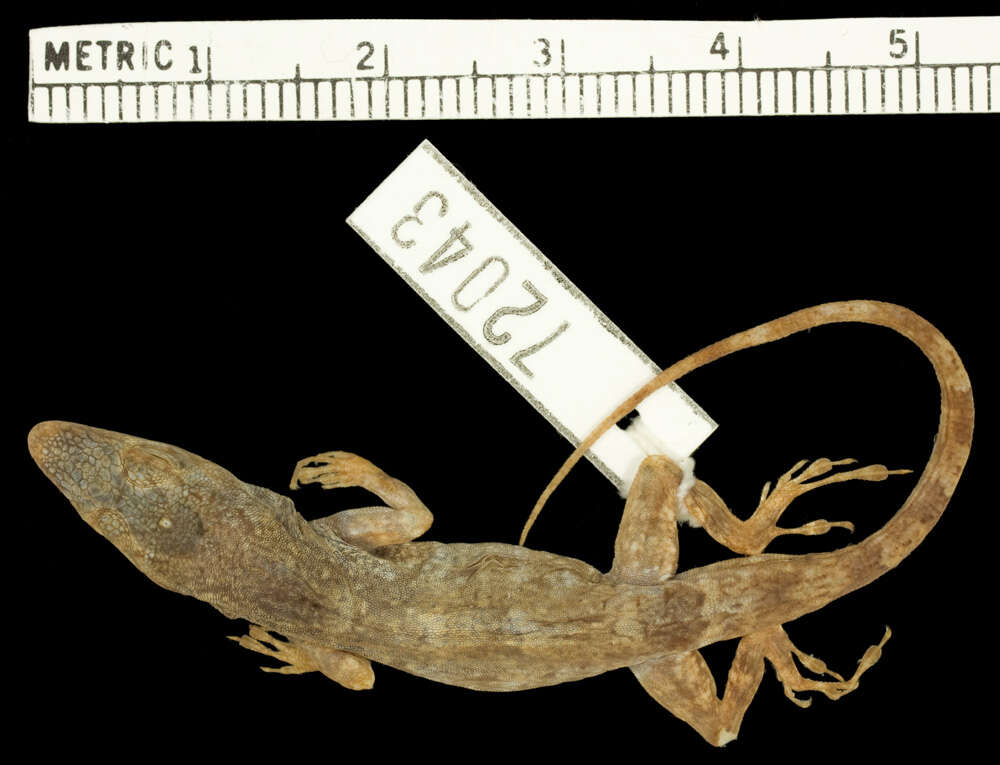 Слика од Anolis singularis Williams 1965