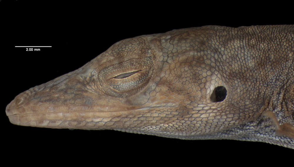 Слика од Anolis singularis Williams 1965