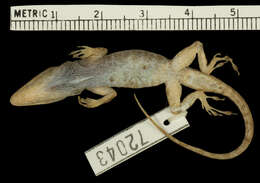 Слика од Anolis singularis Williams 1965