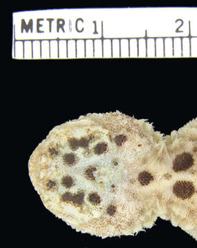 Image of Alcock's toad-headed agama