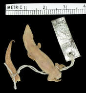 Image de Sphaerodactylus dacnicolor Barbour 1910