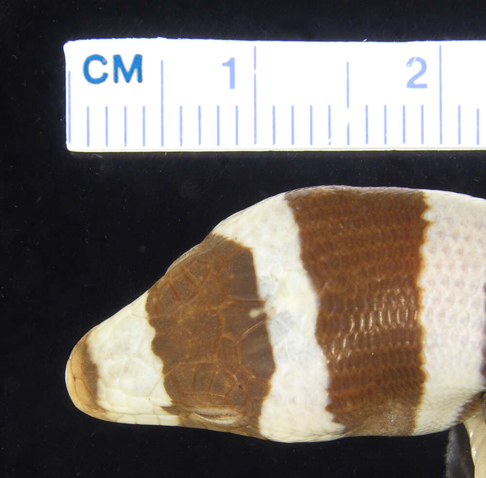 Image of Diploglossus fasciatus (Gray 1831)