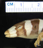 Image of Diploglossus fasciatus (Gray 1831)